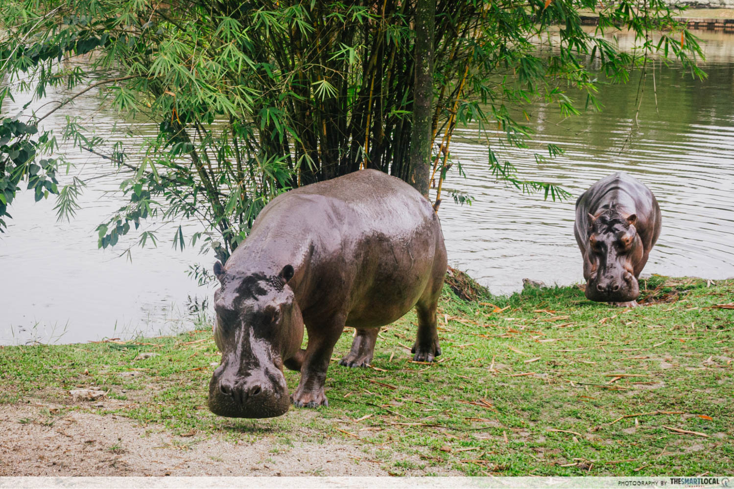 Gamuda Cove guide - hippos