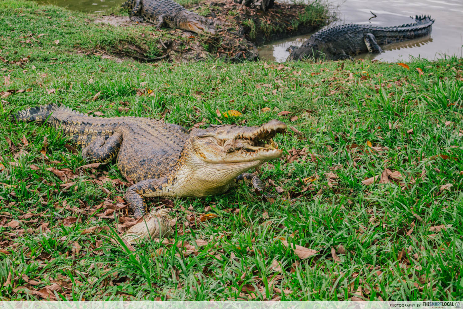 Gamuda Cove guide - crocodiles