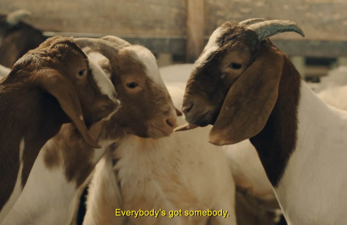 Julie's Goat Videos - single person problems