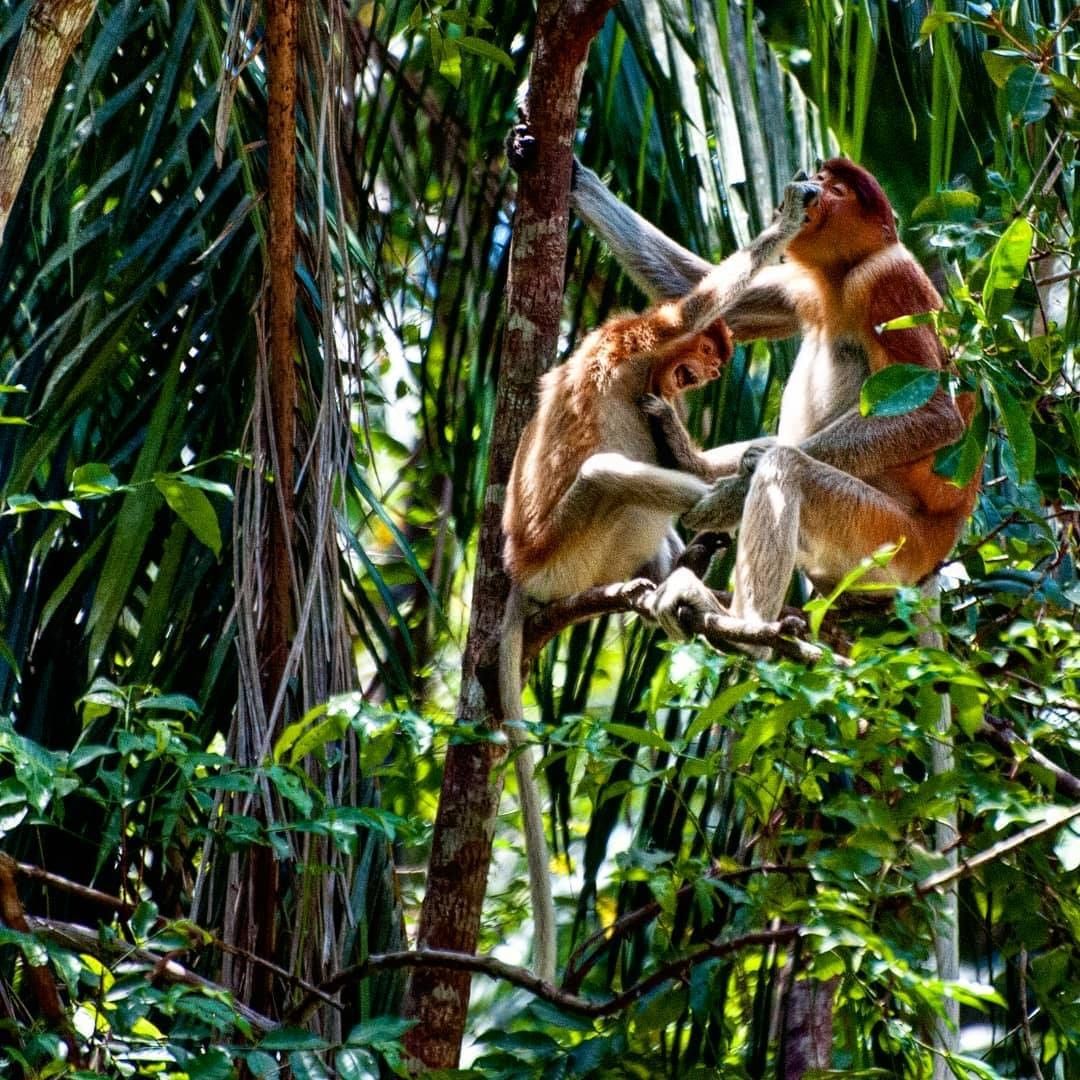 Proboscis monkey - things to do in Sarawak