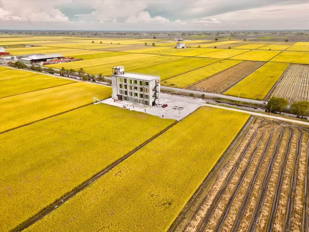 PADI SENTRAL IN SEKINCHAN - PADDY FIELD