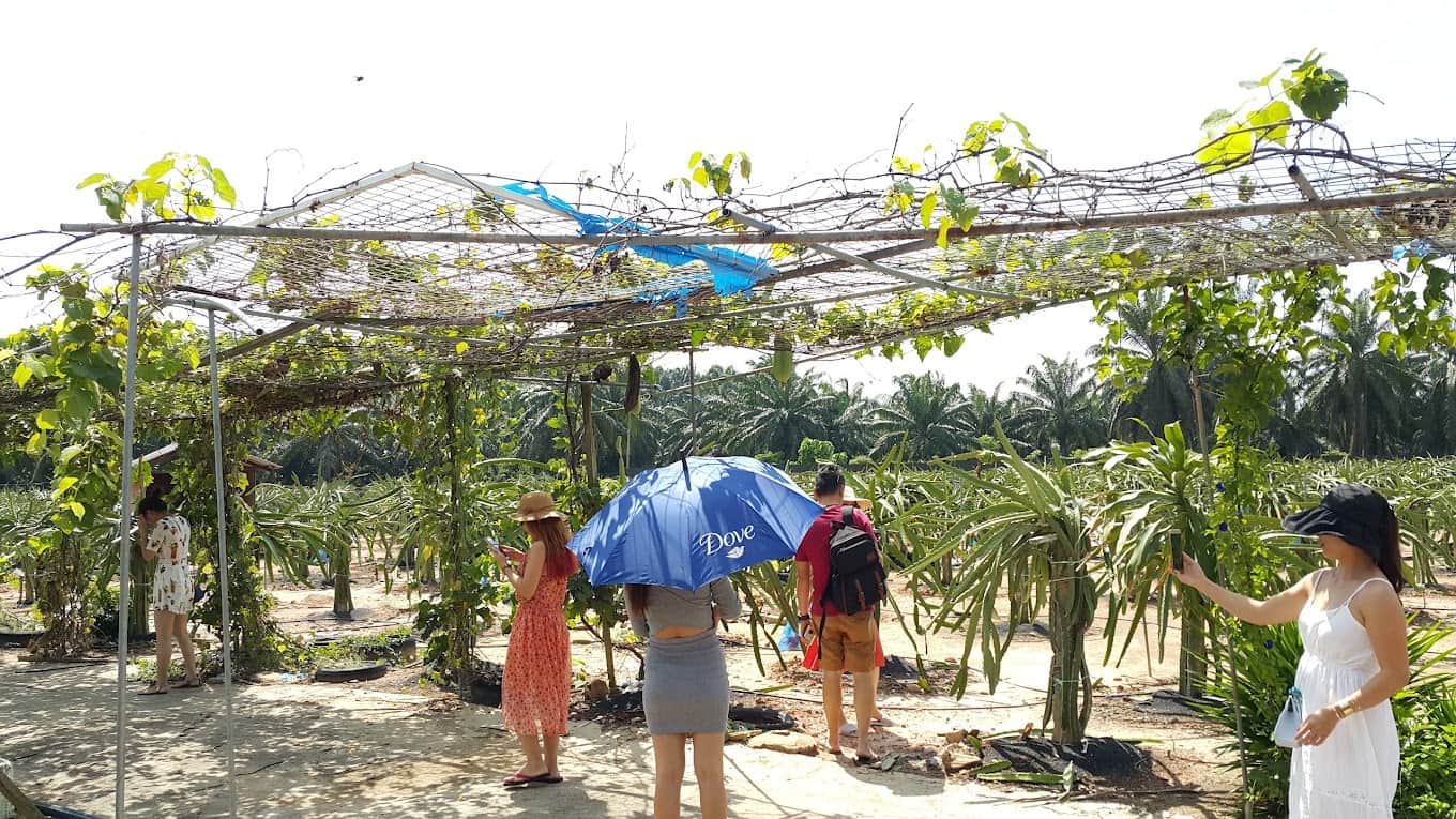 Things to do in Tanjung Sepat - dragon fruit orchard