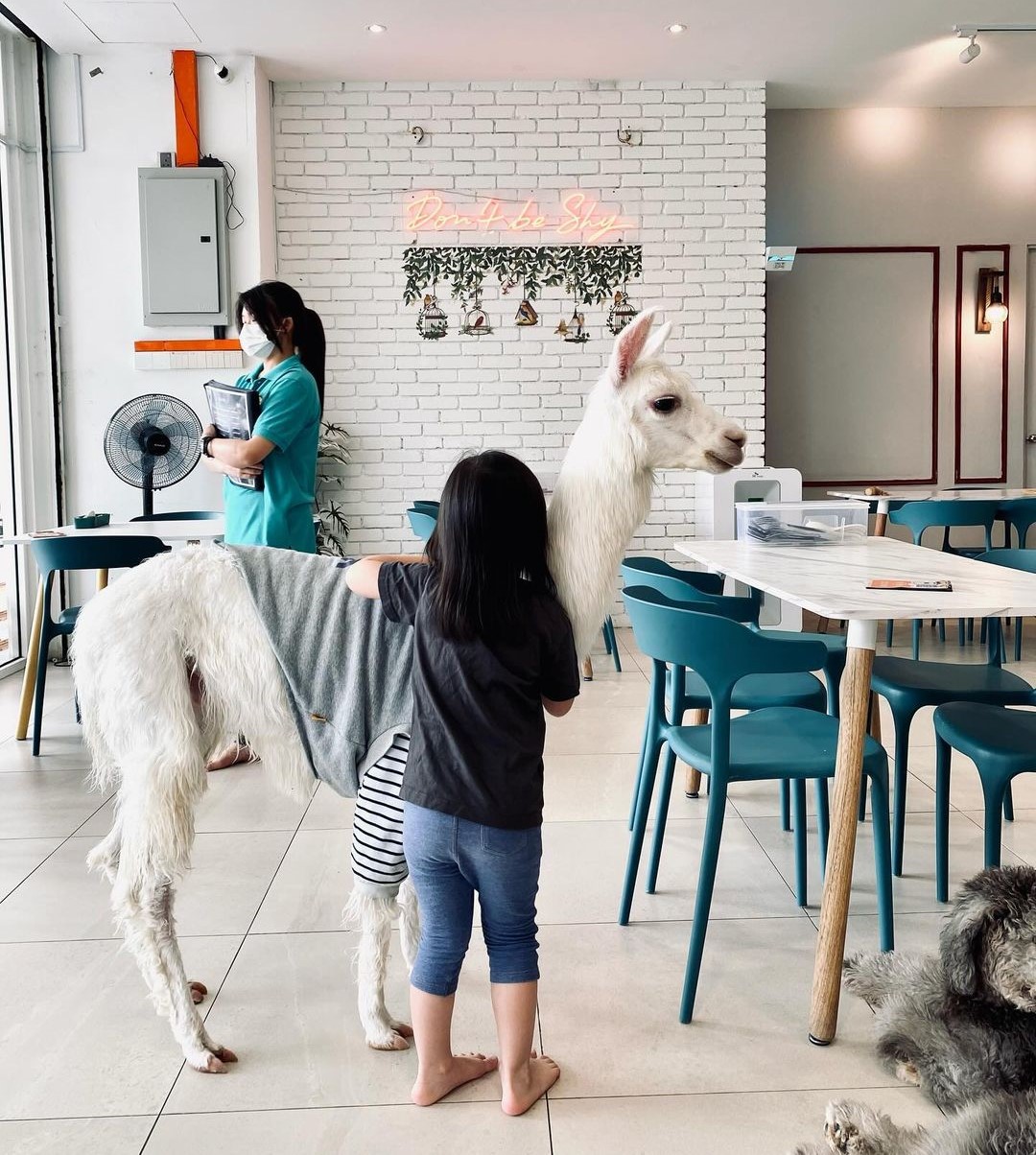 Pet cafes in Malaysia - Furrito Haus 