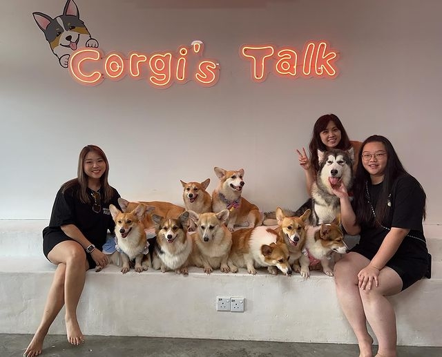 Pet Cafes in Malaysia - corgis talk cafe