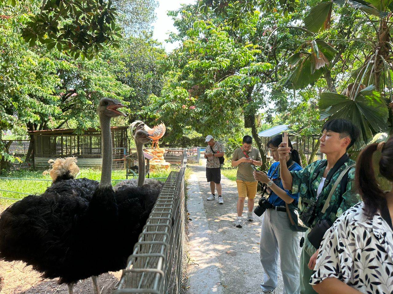 Things to do in Port Dickson - PD Ostrich & Pets Show Farm