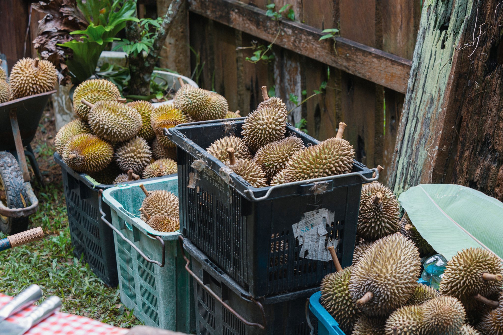 Things to do in Penang - durian farm