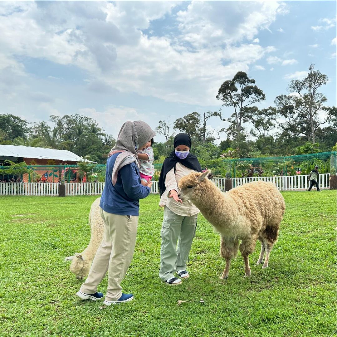 ZAHARA GARDEN IN PERAK - alpacas