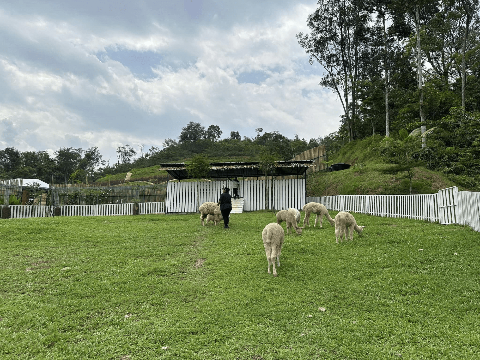 ZAHARA GARDEN IN PERAK - alpacas