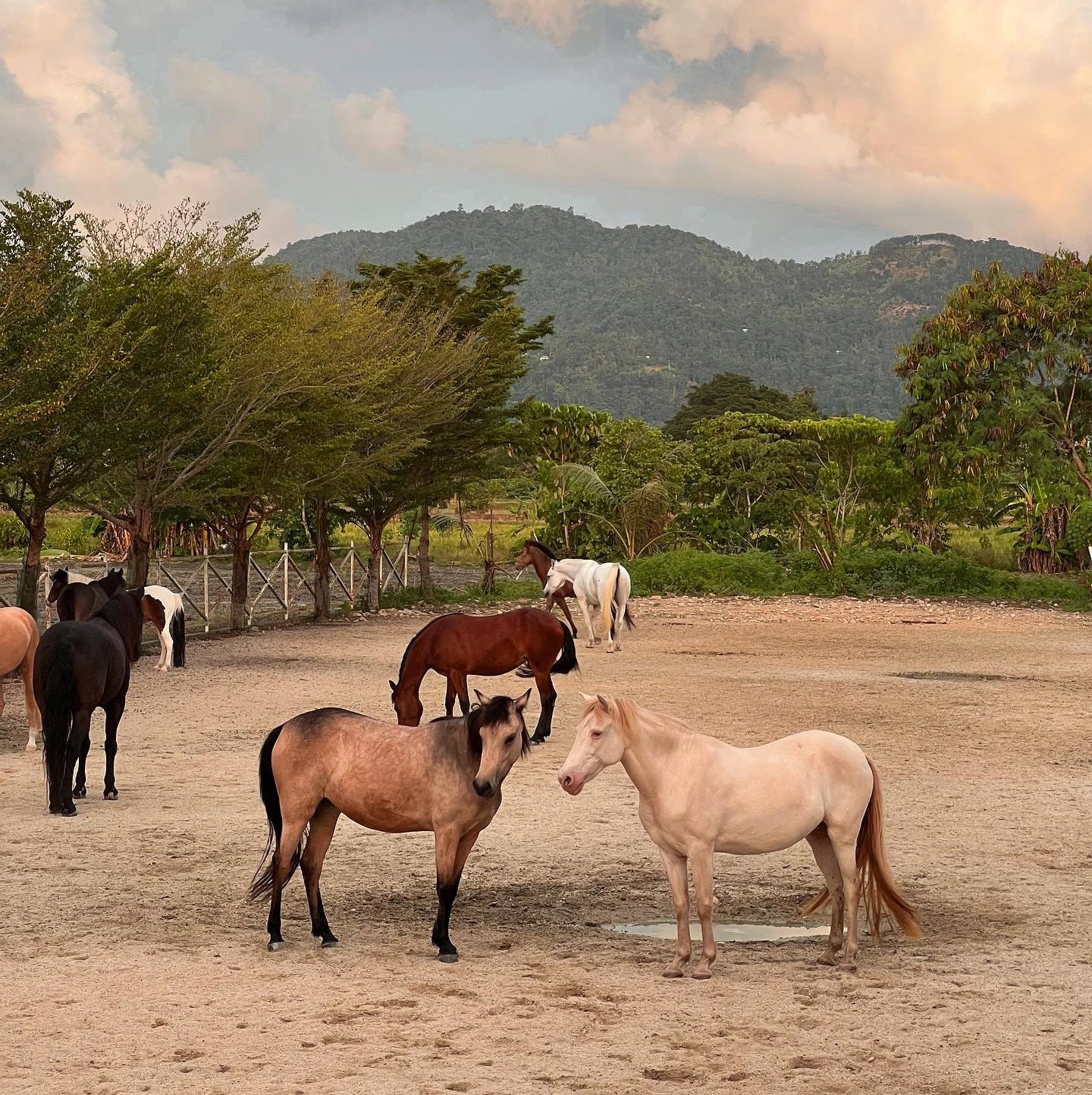 things to do in penang - horses