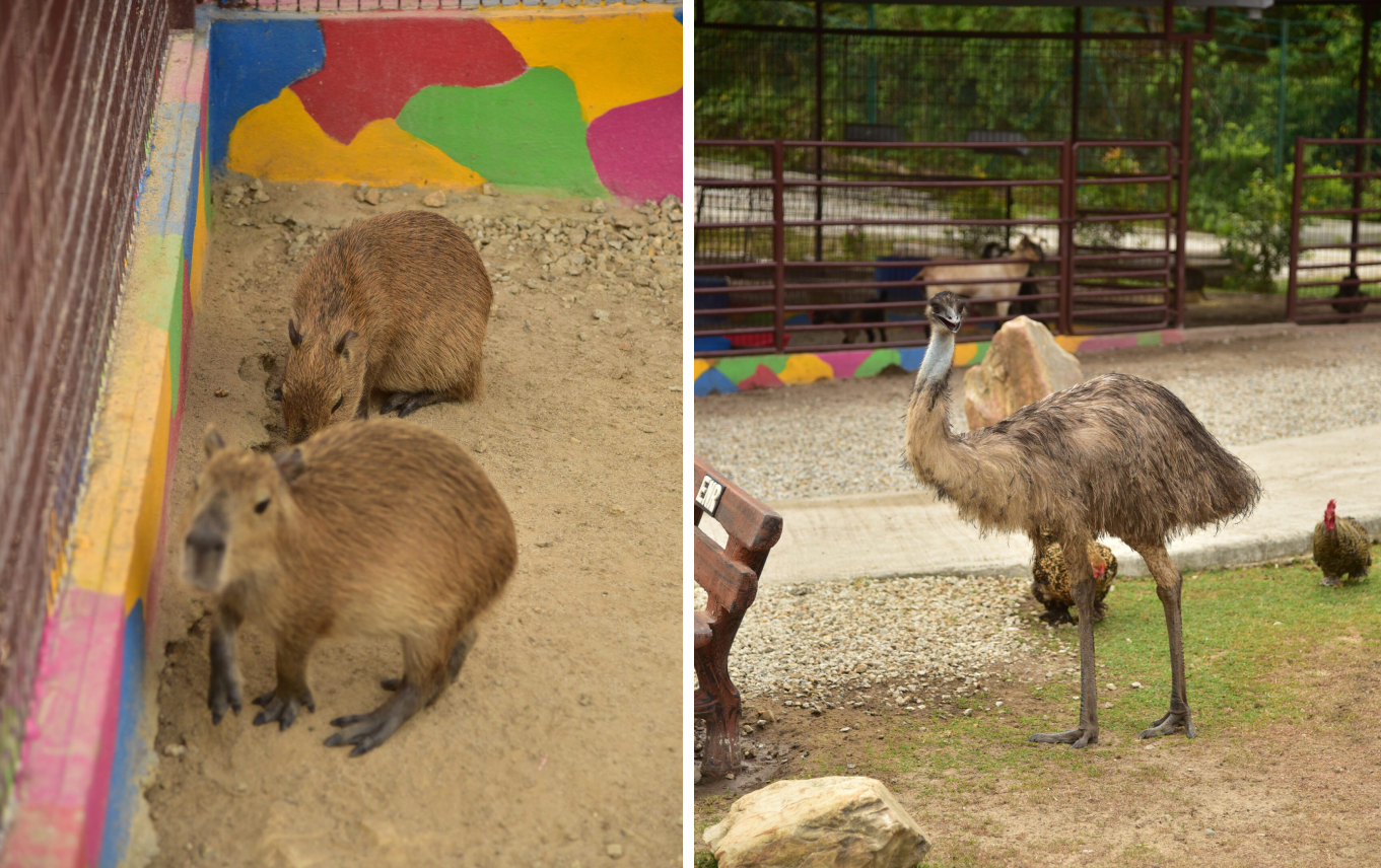 Machinchang Petland Langkawi - capybaras and emus