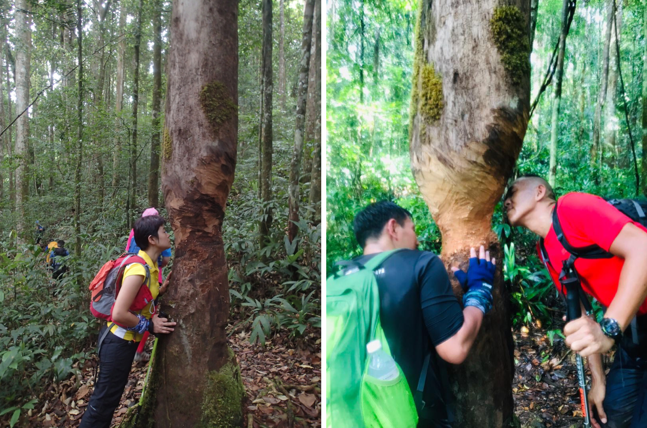 Mount Chamah - Sarsi Trees