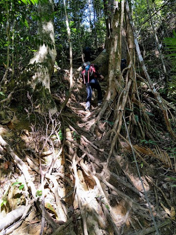 Mount Tahan - dense rainforest and uneven terrain