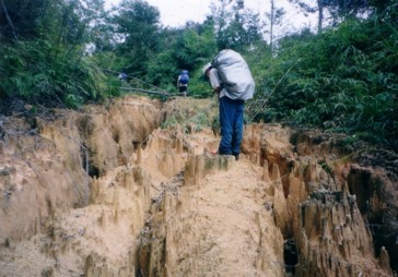 Mount Ulu Sepat - eroding logging trails