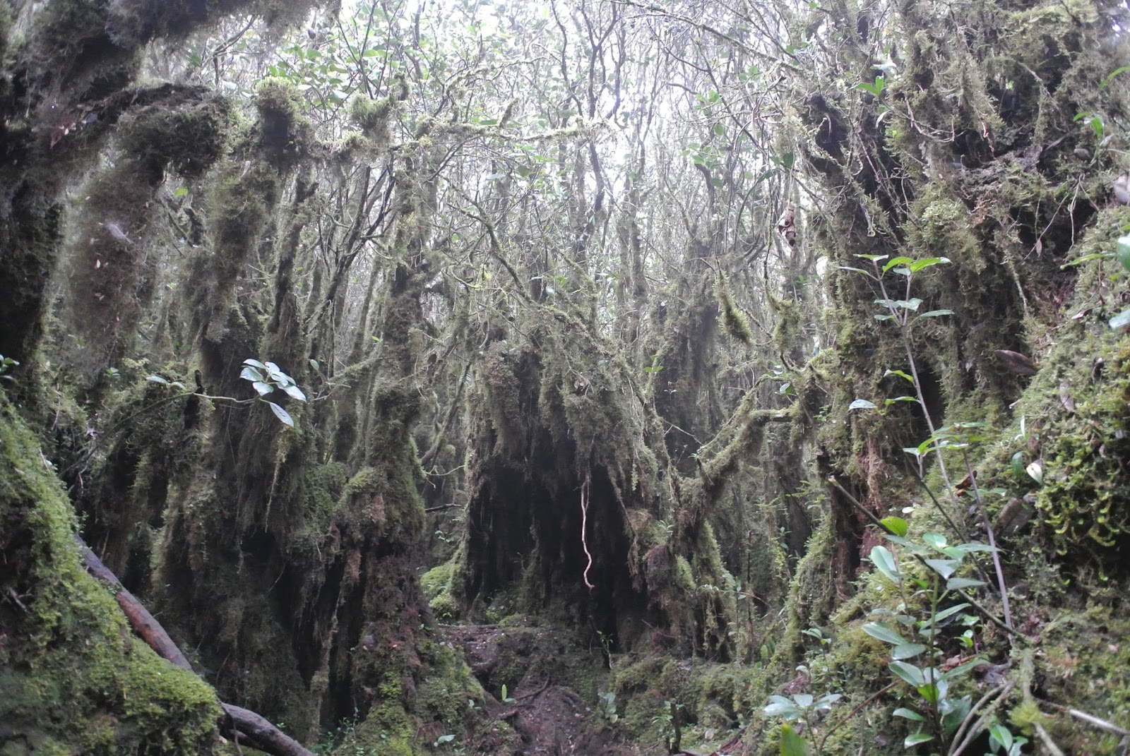 Mount Yong Yap - mossy forest