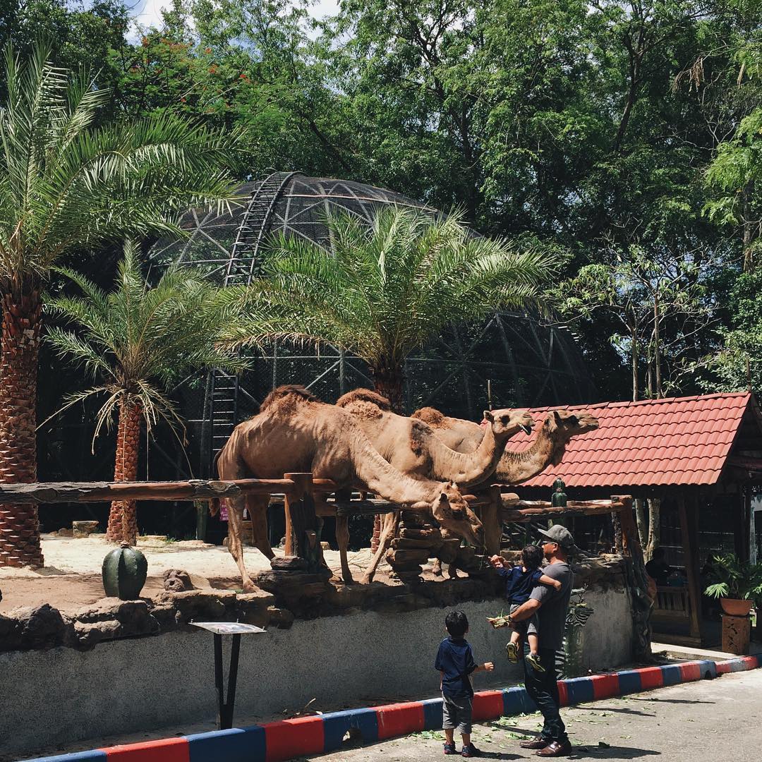 zoo johor in jb - camels