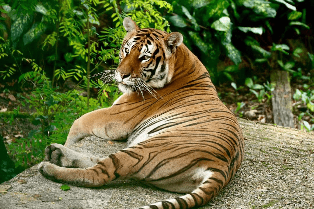 zoo johor in jb - tiger