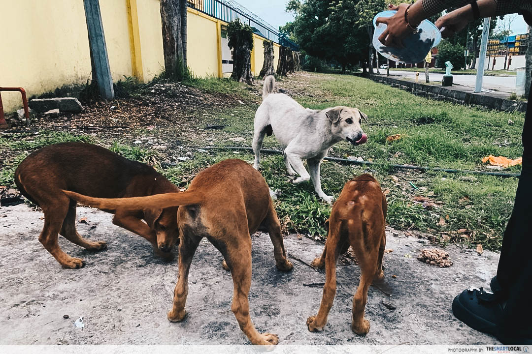 Factory - Malay sisters from Klang feeding stray dogs