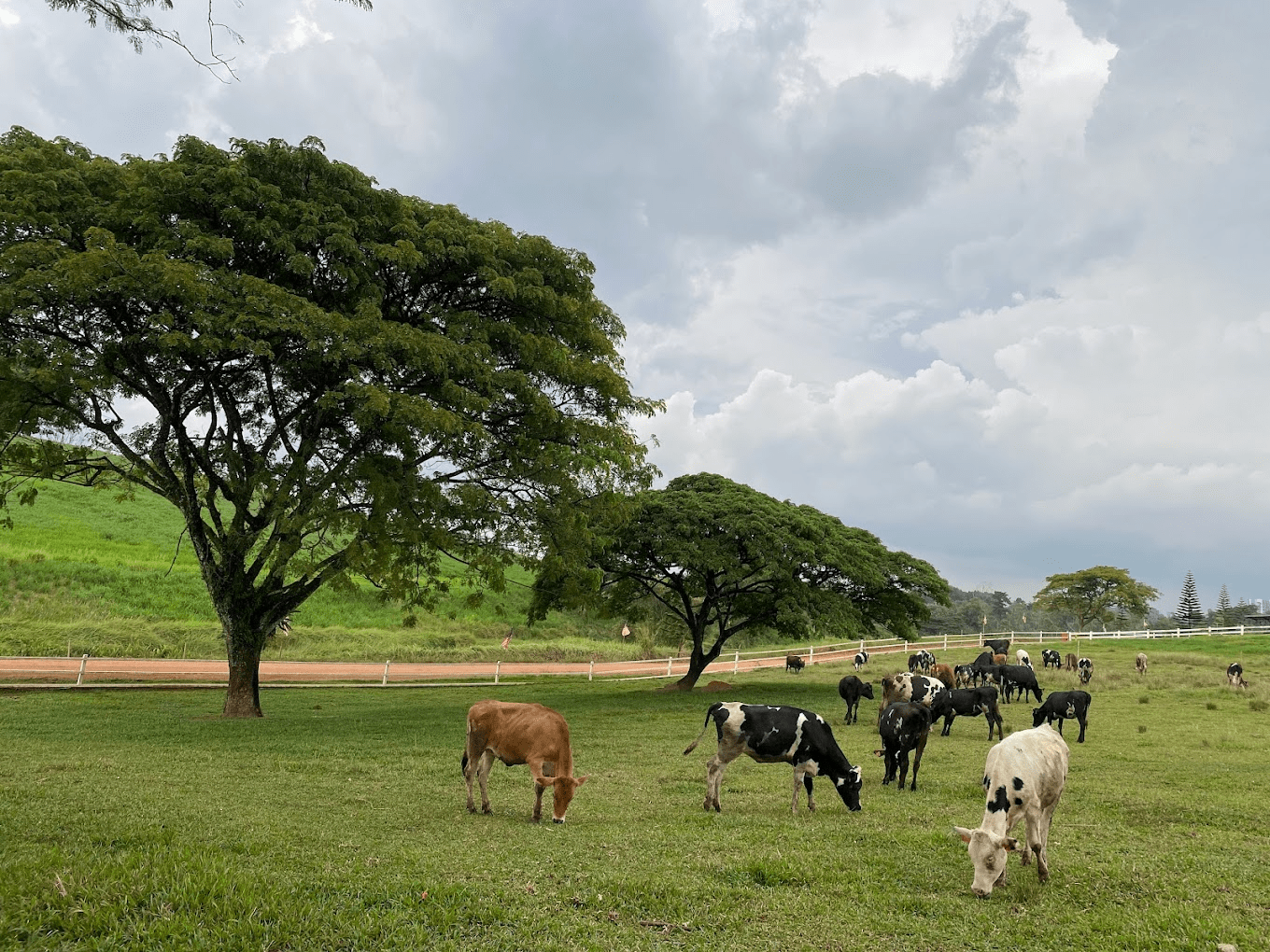 Cows at Farm Fresh