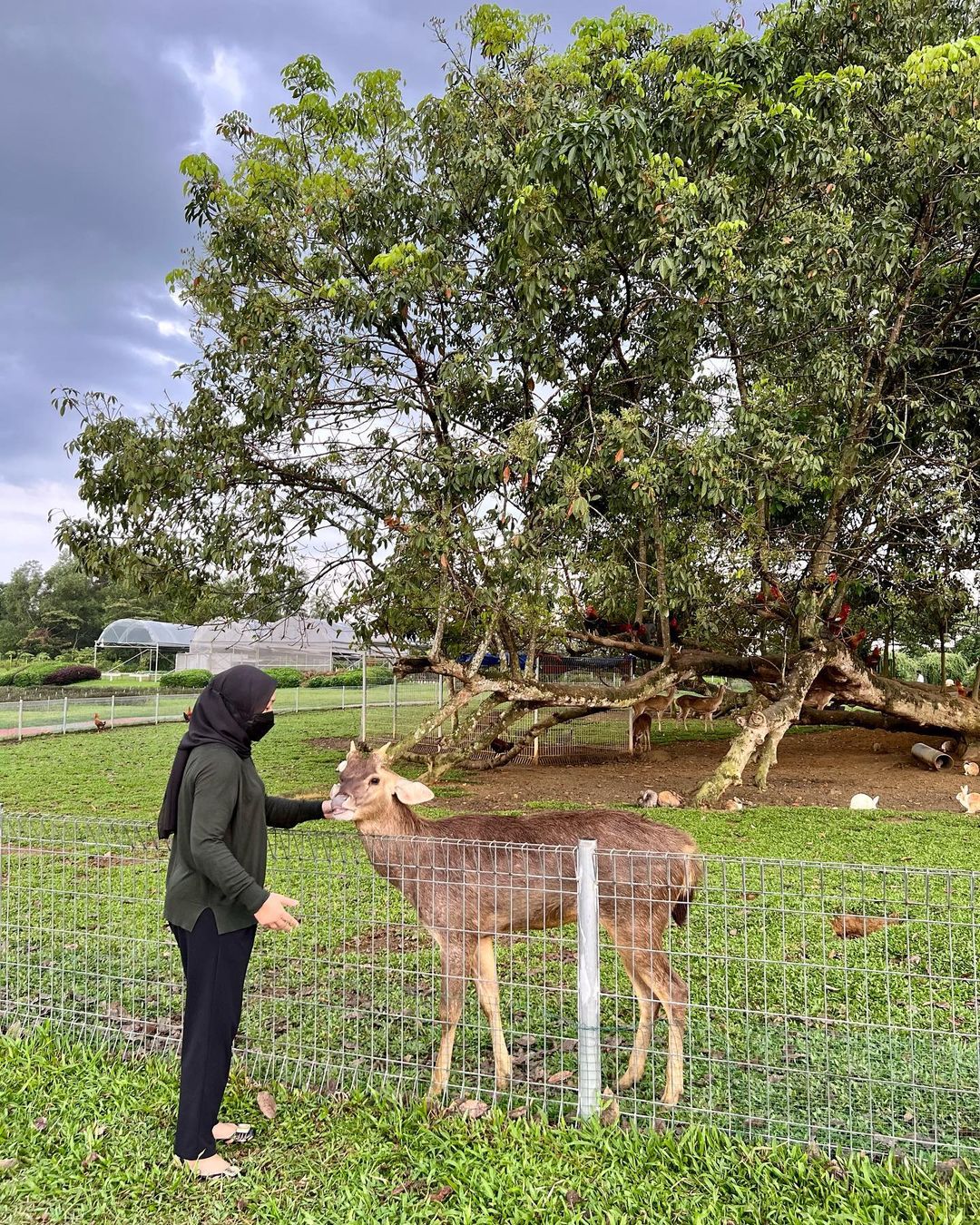 deer at Farm Fresh