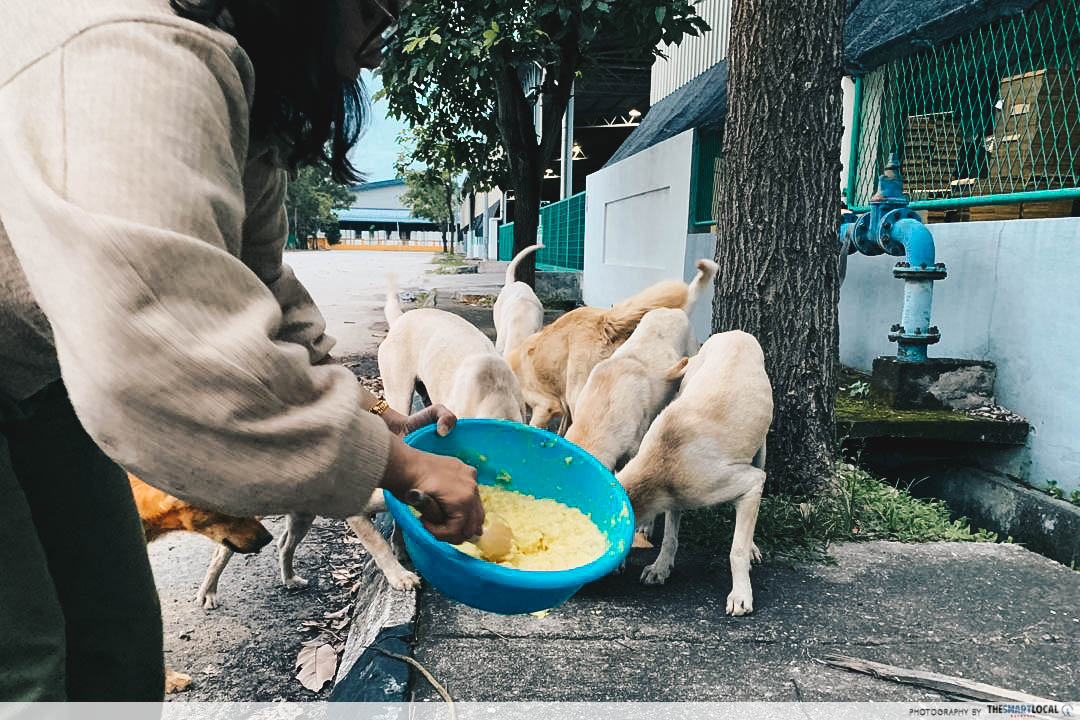 doggos eating - Malay sisters from Klang feeding stray dogs