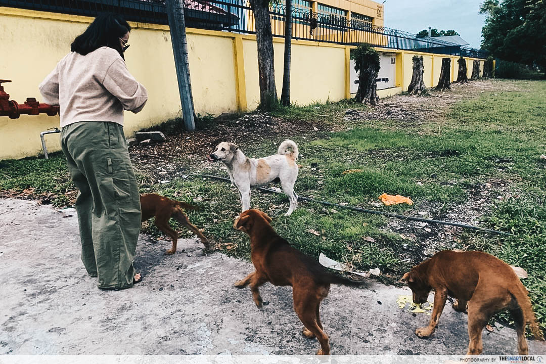 feeding - Malay sisters from Klang feeding stray dogs