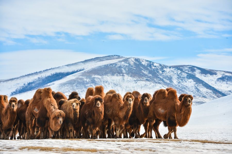 asia winter destinations - Annual Thousand Camel Festival in Mongolia