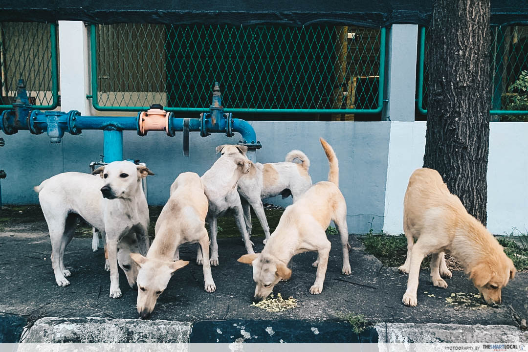 stray dogs - Malay sisters from Klang feeding stray dogs