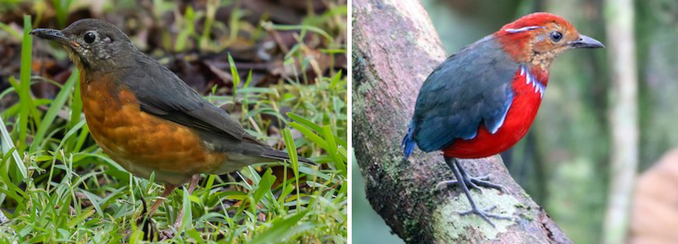 Bukit Tupai and Bukit Burung Trails - Everett's Thrush and Blue-banded Pitta