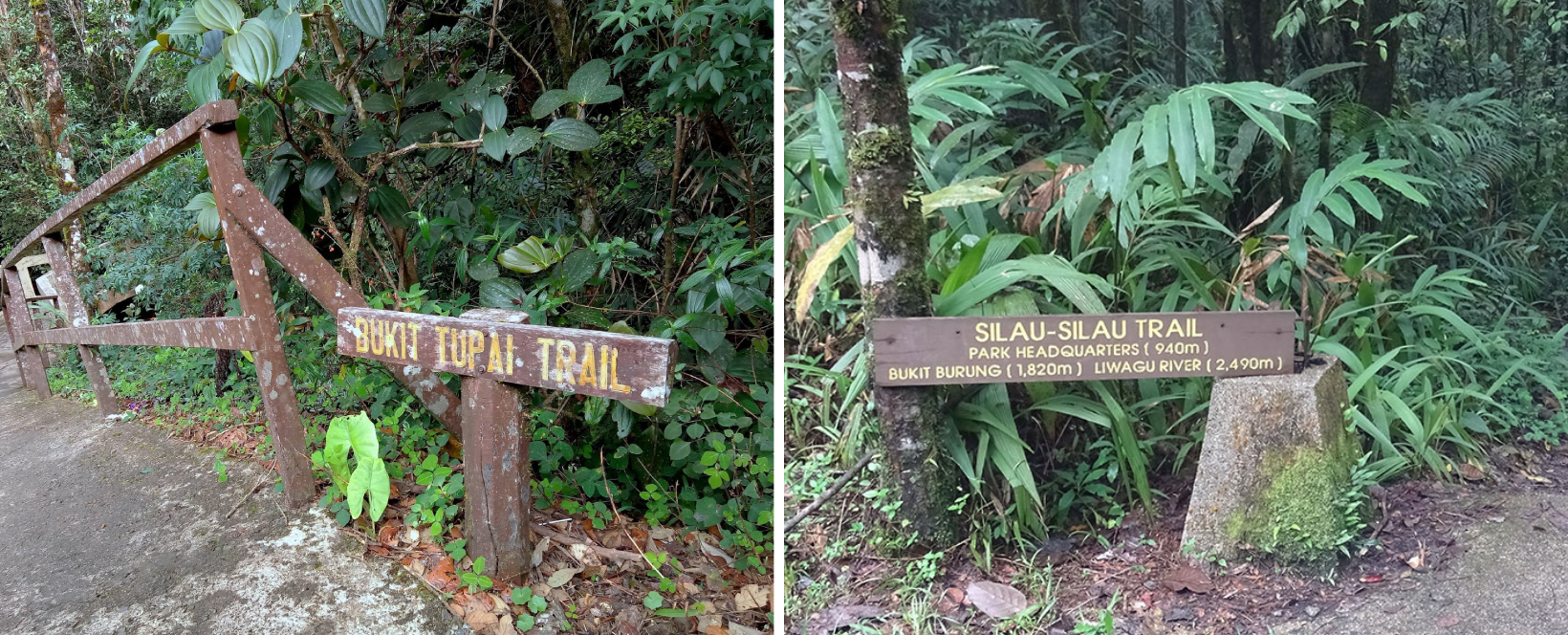 Kinabalu Park in Sabah - Bukit Tupai and Bukit Burung Trails