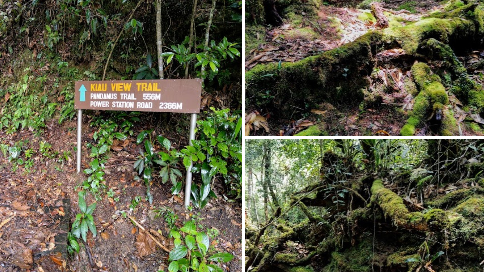 Kinabalu Park in Sabah - Kiau View Trail