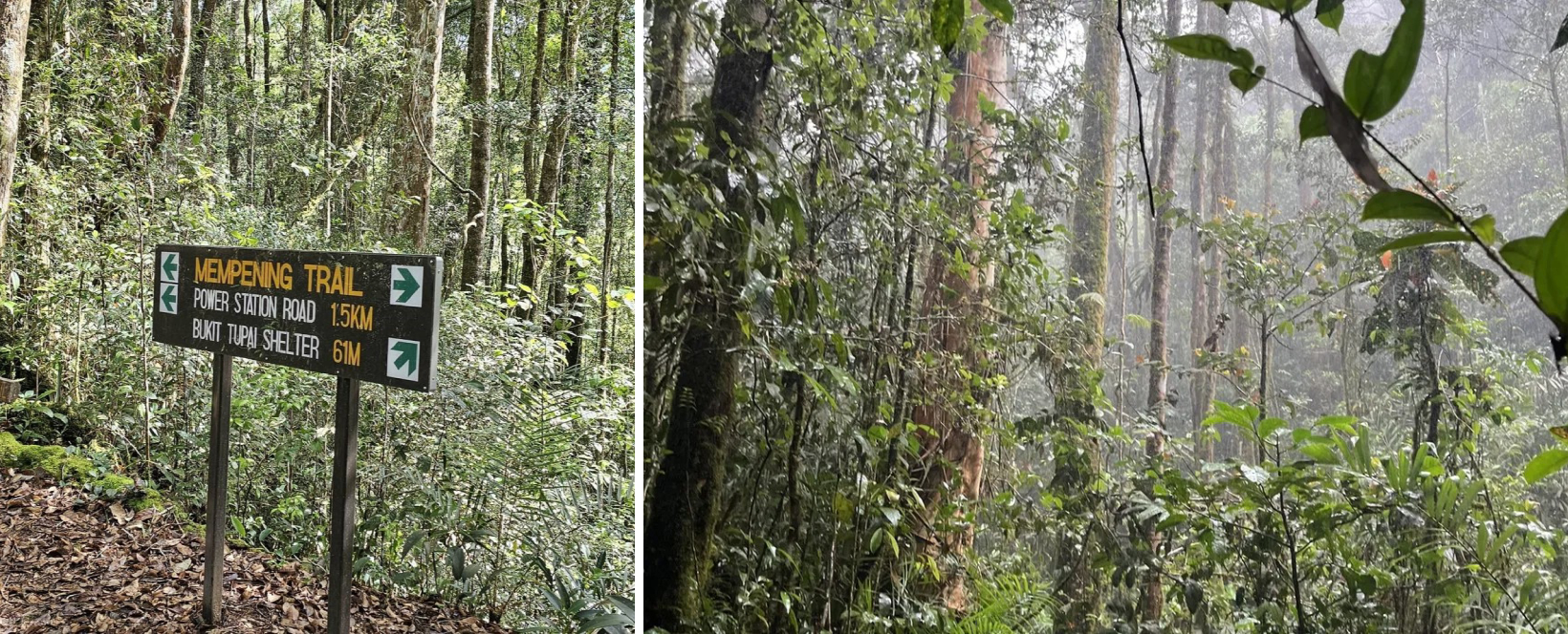 Kinabalu Park in Sabah - Mempening Trail