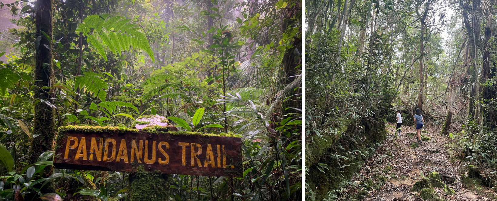 Kinabalu Park in Sabah - Pandanus Trail