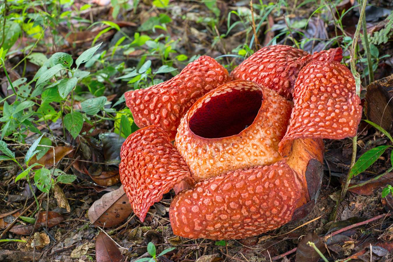 Rafflesia