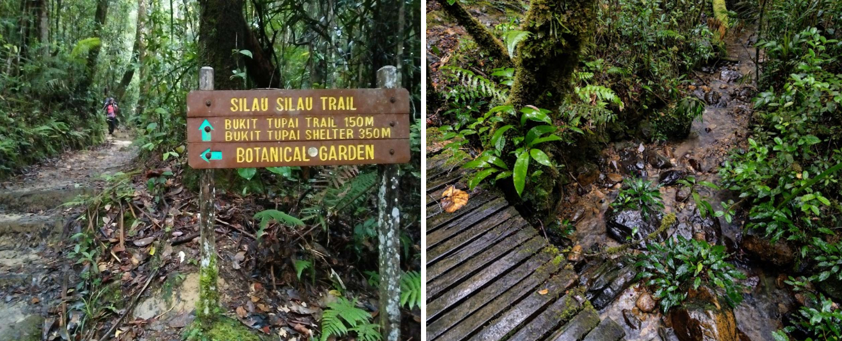 Kinabalu Park in Sabah - Silau Silau Trail