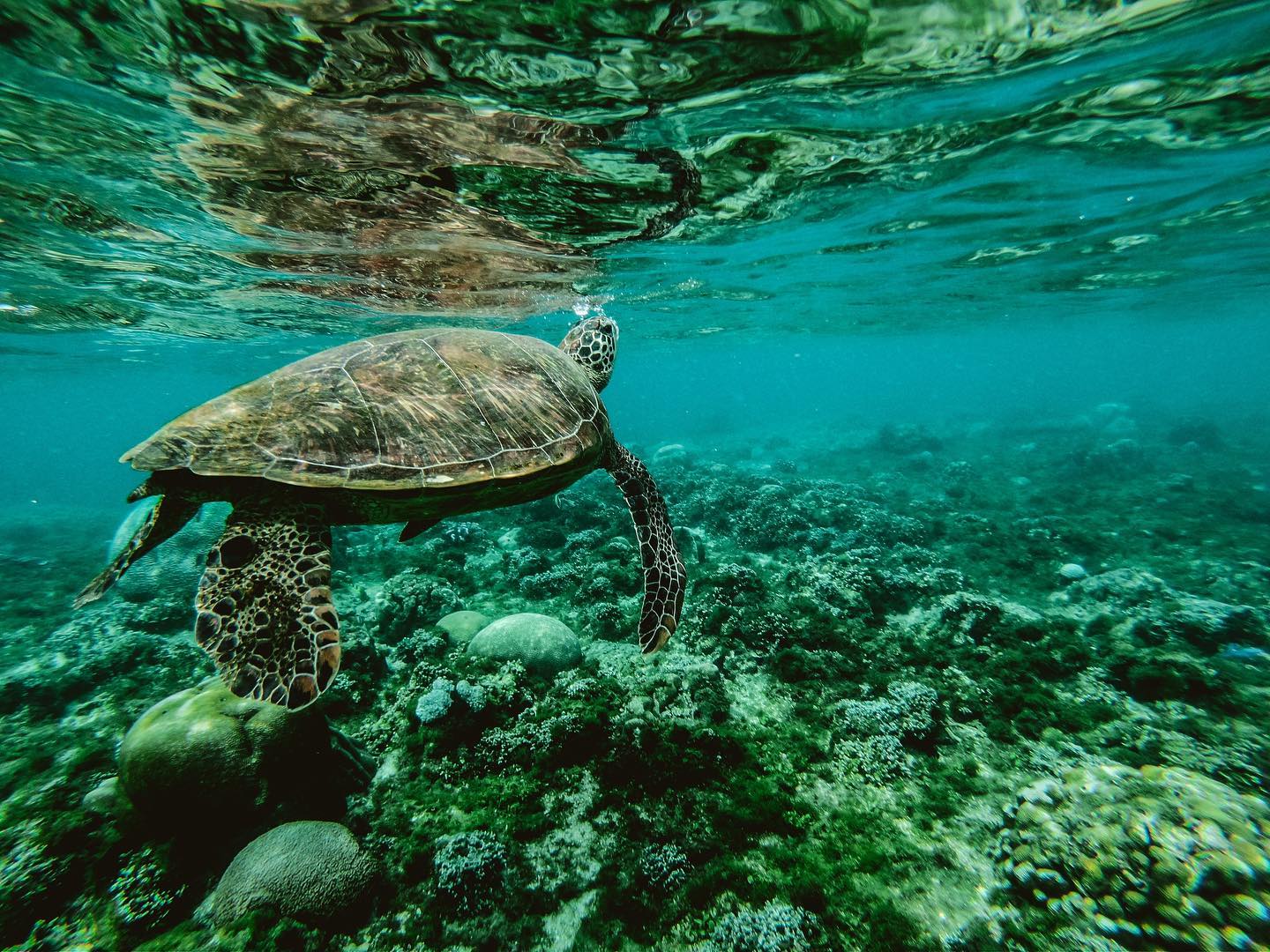 lesser known islands in malaysia - tenggol island turtles