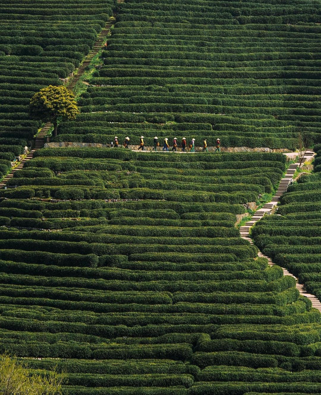 china holiday destinations - longjing tea