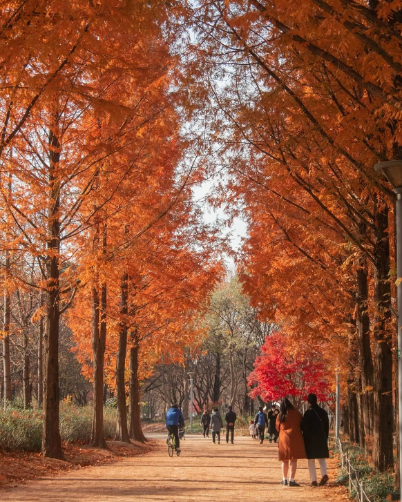 autumn asia - seoul