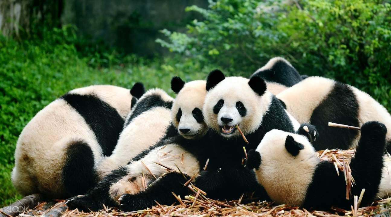 cities china - panda