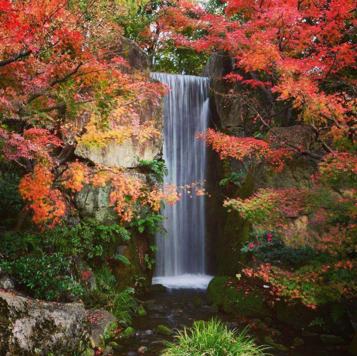 autumn asia - kyoto japan