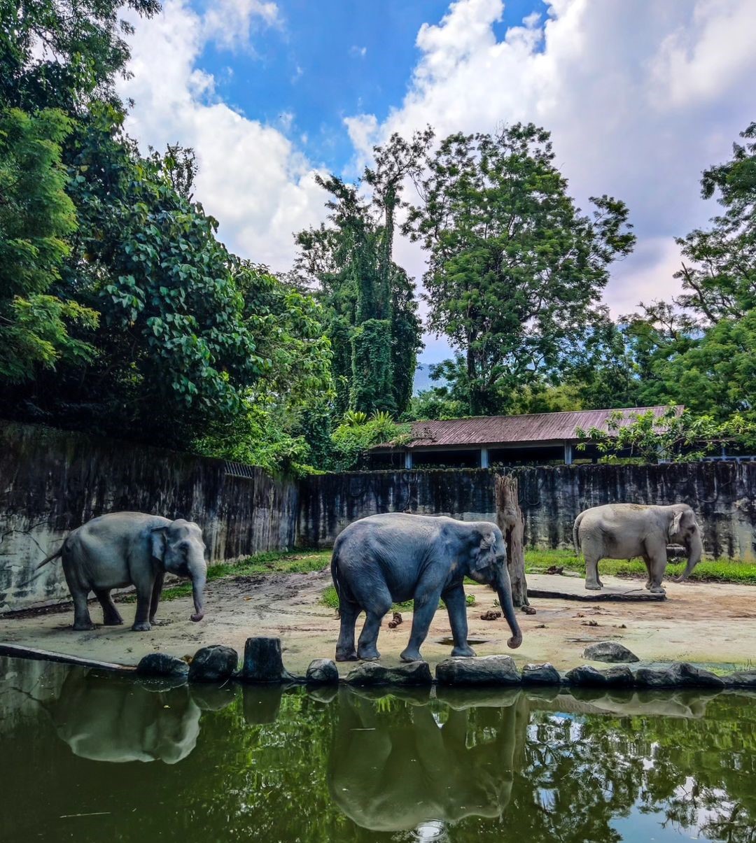 Taiping Zoo and Night Safari 