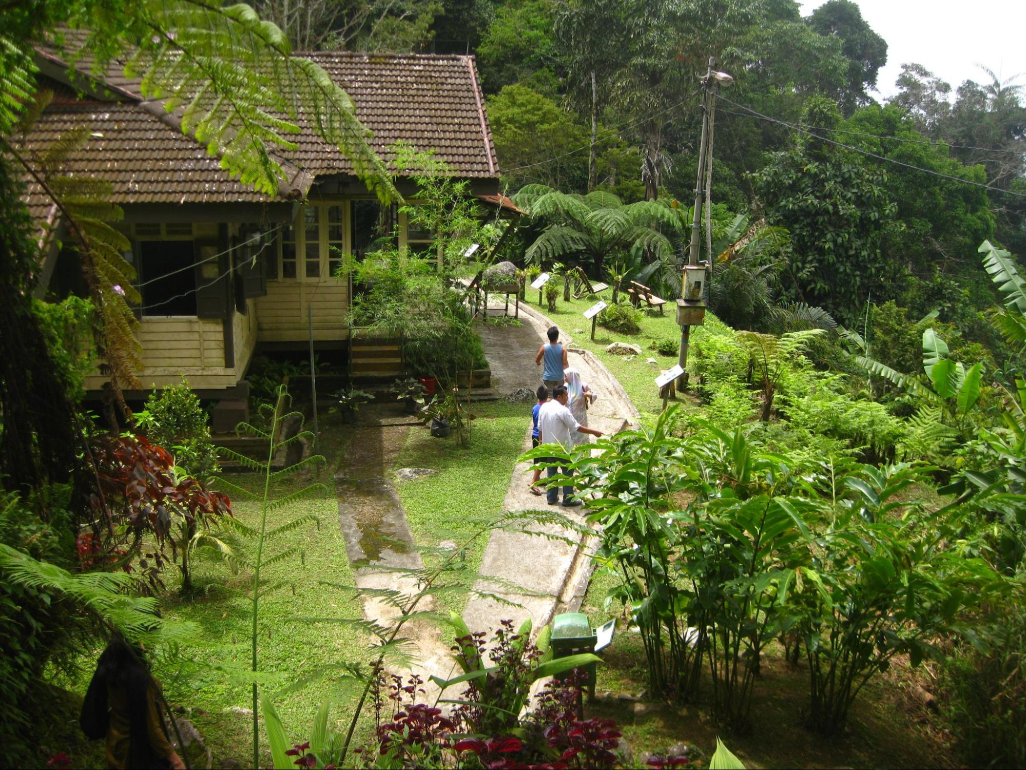 Bukit Larut in Taiping