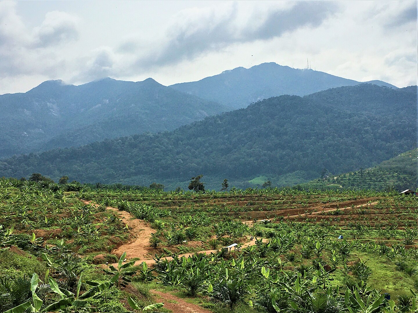 Mount Ledang