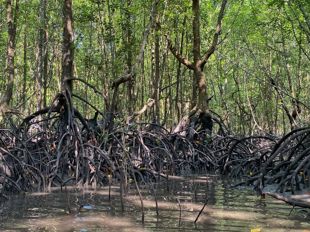 Selva’s Untold Stories - mangrove forest
