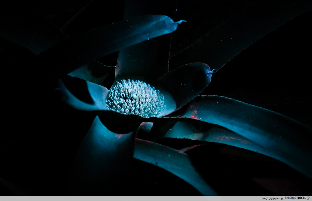 Entopia by night - glow