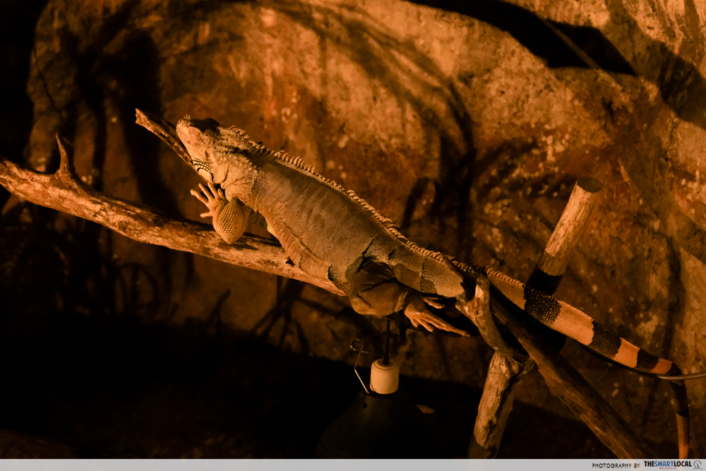 Entopia by night - gecko
