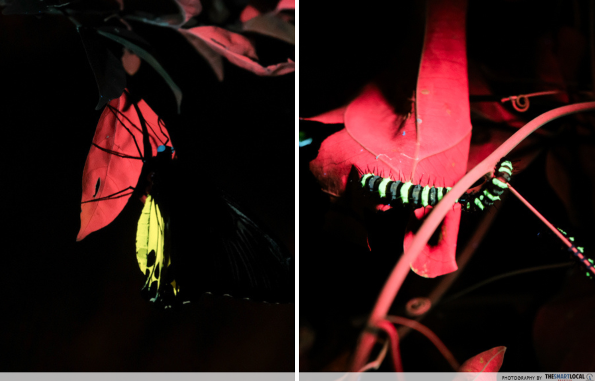 Entopia by night - worms