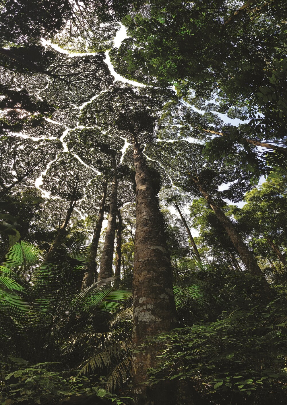 frim unesco status - crown shyness trees