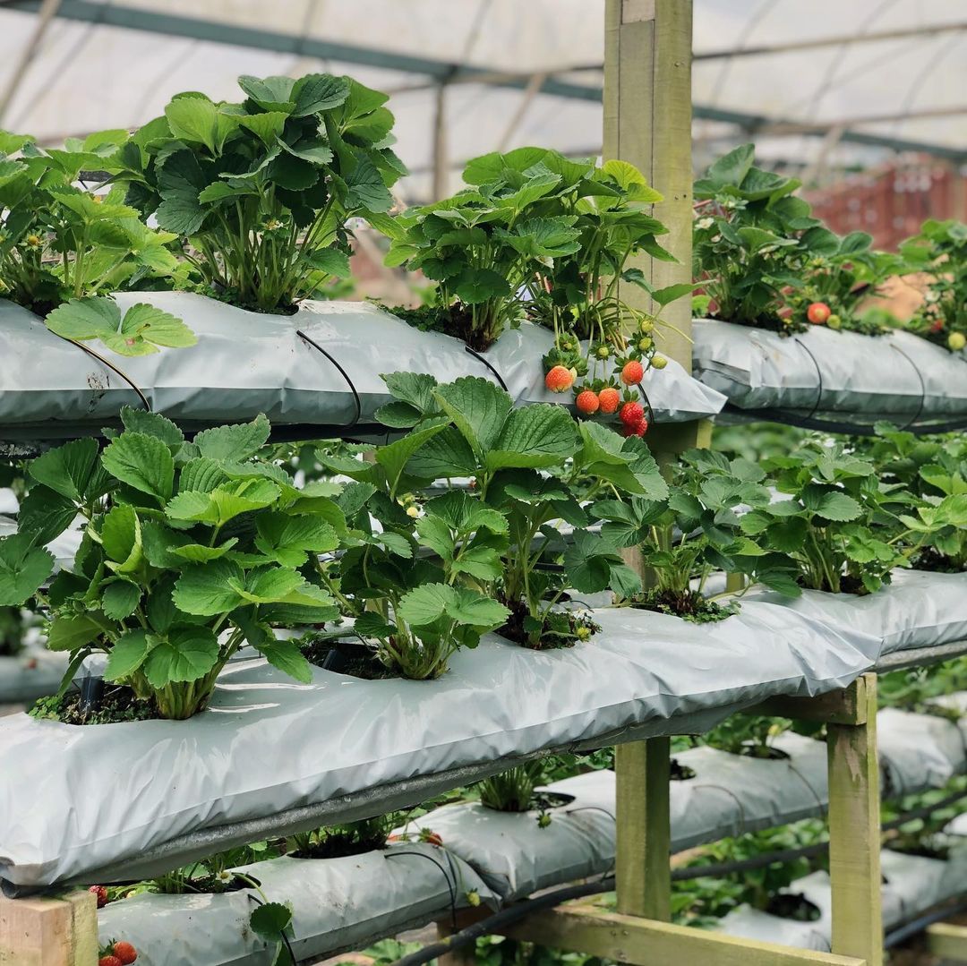 things to do genting highlands - strawberry leisure farm