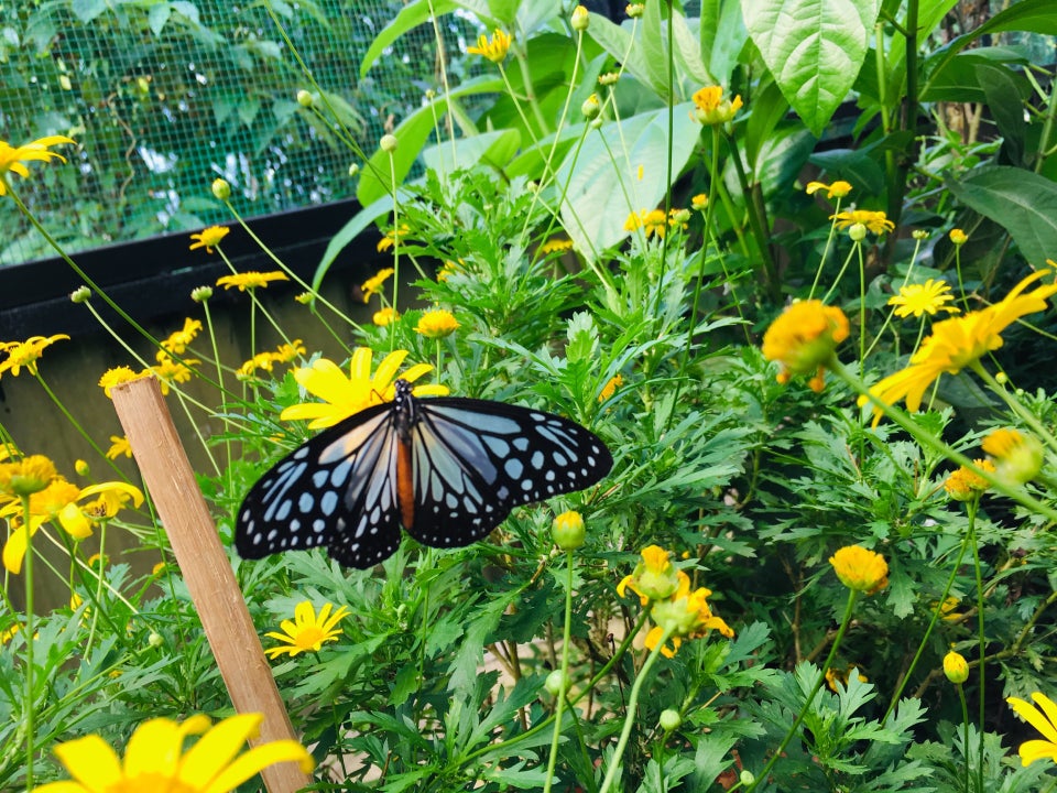 things to do genting highlands - happy bee farm