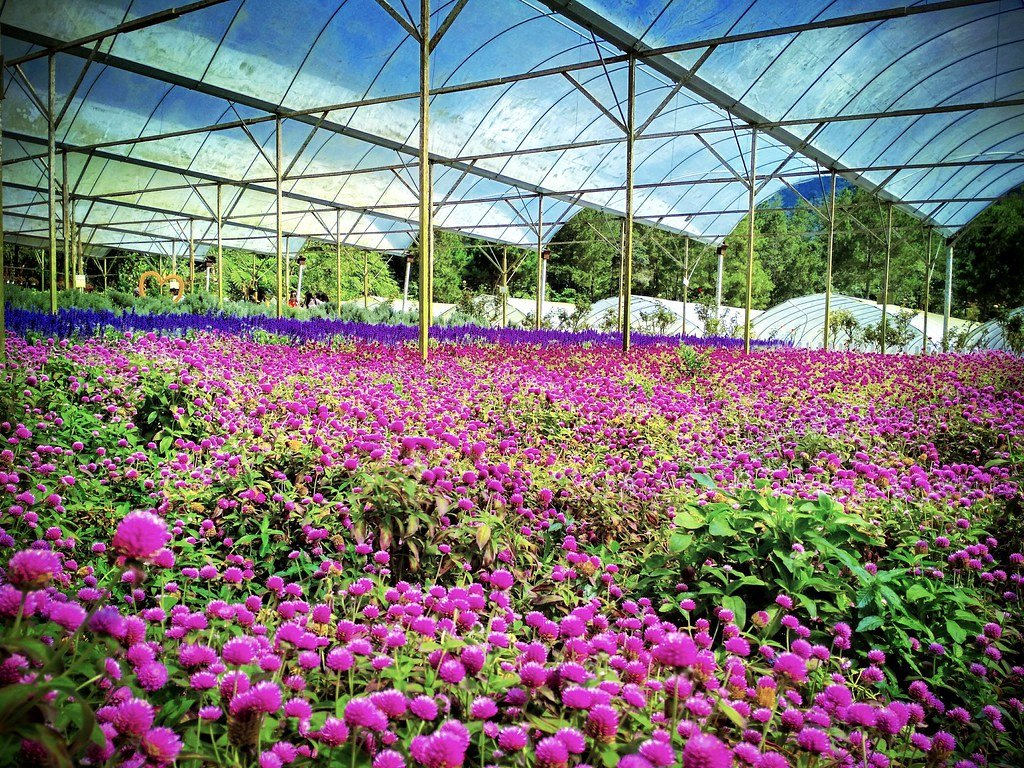 things to do genting highlands - strawberry leisure farm